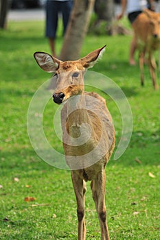 Young female deer