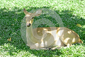 Young female deer