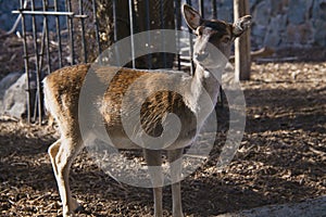 Young female deer in the city zoo