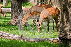 Young female deer graze in sunny forest meadow. Beautiful nature scene