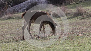 A young female deer grazes grass