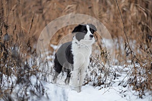 Young female dog of border collie breed of white and black color standing among dry reeds and snow on grass