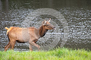 A young female elk