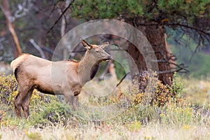 Young female elk