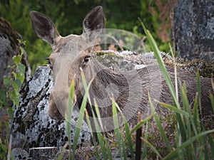 A young female elk close up.