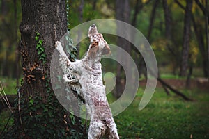 Young female English Setter dog outside