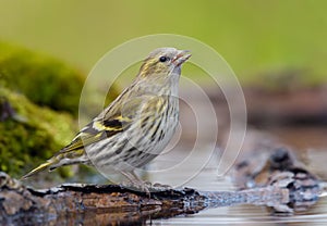 Young female Eurasian Siskin drinking water on small branch submerged into mossy pond