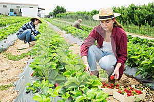 Young female farmer gathering crop of strawberries on farm field