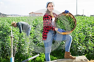 Young female farmer showing beans harvest on field
