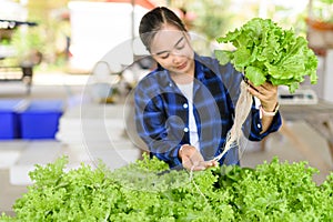 Young female farmer stands in a lush green field, holding a head of lettuce on a table