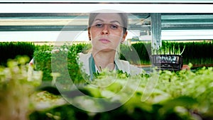 Young female farmer working with dedication in a modern vertical greenhouse