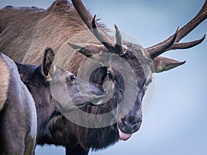 Young female female elk checks out the scent of large malee in Cataloochee Valley