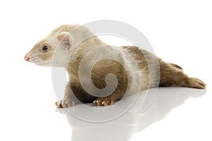 Young female ferret.