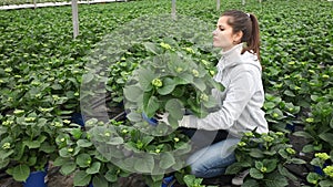 Young female floriculturist working in greenhouse, checking potted plants of non flowering hortensia