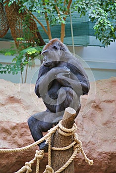 Young female gorilla