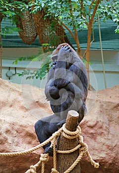 Young female gorilla