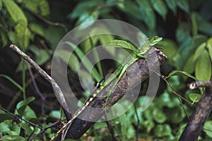 Young female green plumed basilisk lizard on branch at Tortuguero National Park