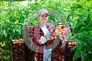 Young female greenhouse worker laying out boxes with harvested tomatoes