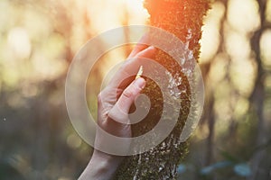 Young female hand touching old moss tree