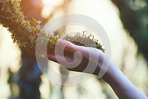 Young female hand touching old moss tree, protect nature