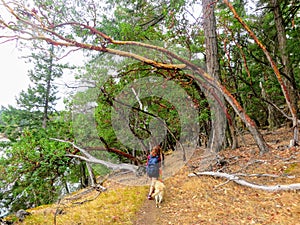 A young female hiker walking with her yellow lab through a forest of arbutus trees in the gulf islands, british columbia, Canada.