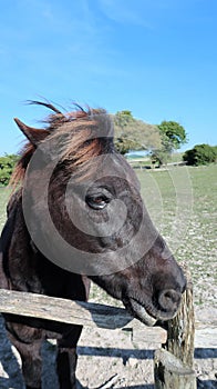 Young female horse overlooks wood fencing.