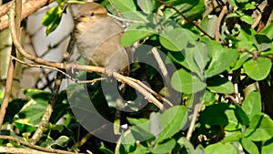 Young female house sparrow in hiding in urban garden.