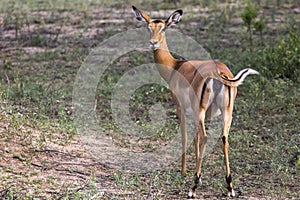 Young female impala antelope, Tarangire National Park, Tanzania