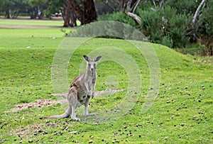 Young female kangaroo