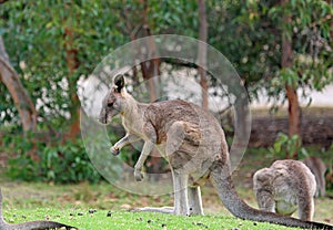Young female Kangaroo