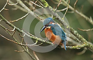 A young female Kingfisher, Alcedo atthis, perching on a branch that is growing over a river.