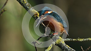 A young female Kingfisher, Alcedo atthis, perching on a branch that is growing over a river.