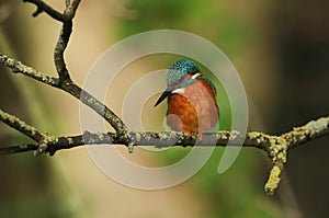 A young female Kingfisher, Alcedo atthis, perching on a branch that is growing over a river.