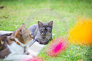Young female kitten on the grass in the backyard. brown white British shorthair cat in between yellow and red flowers. yellow eyes