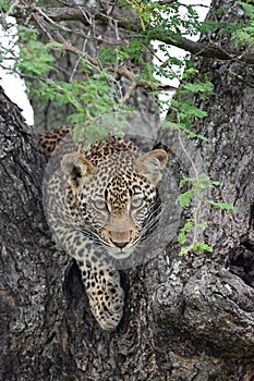 Young female leopard gives direct eye contact from a tree