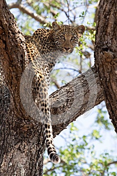 A young female leopard looking back from within a knobthron tree