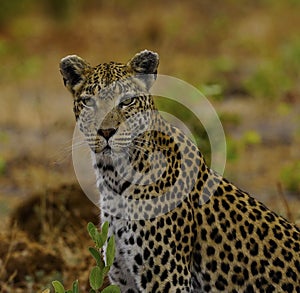 Young female leopardess in all her glory