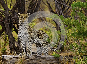 Young female leopardess in all her glory