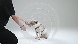 Young female master training French bulldog to perform commands using clicker