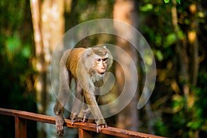 Young female monkey walking in the park. Thailand. Macaca leonina