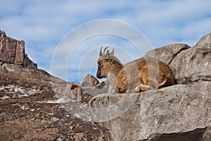 Young female of a mountain goat Markhoor lying on a rock on a rock, blue sky