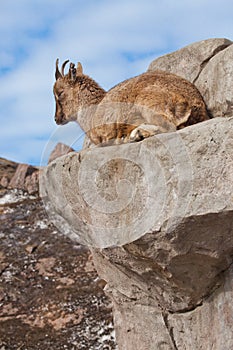 Young female of a mountain goat Markhoor lying on a rock on a rock, blue sky