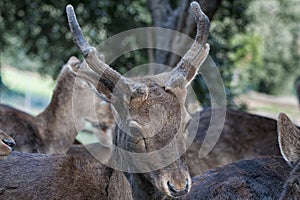 Young female mule deer