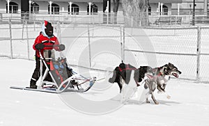 Young Female Musher and Her Dog Team