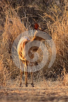 Young Female Njala Standing in Winter Sunset Sun