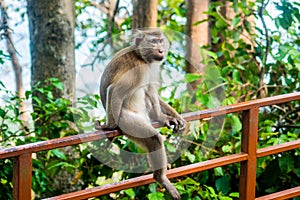 Young female Northern Pig-tailed Macaque in the park. Thailand. Macaca leonina