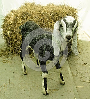 Young female Nubian goat