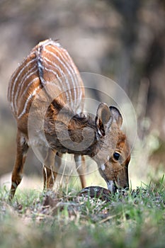 The young female nyala Tragelaphus angasii, also call inyala grazing in a fresh grass with ticks in the ears with brown