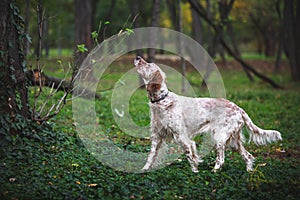 Young female Orange Belton English Setter hunting. Beautiful hunting dog is standing in a point in the woods