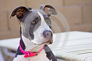 Young female pitbull